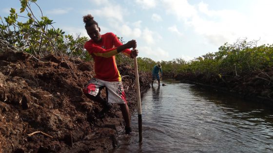 Research And Monitoring Saving The Bonaire Mangroves And Mangrove Forest