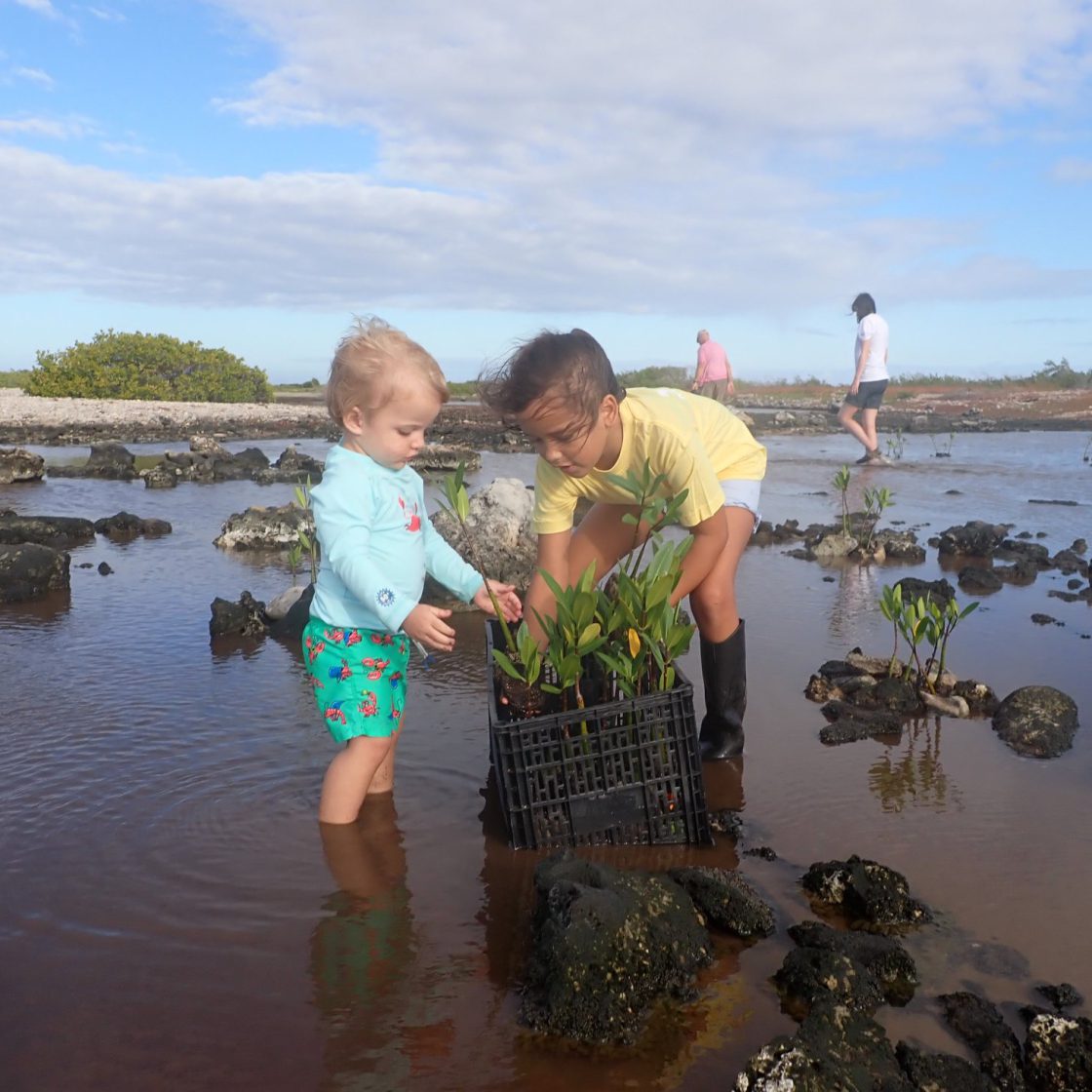 Research Saving The Bonaire Mangroves And Mangrove Forest